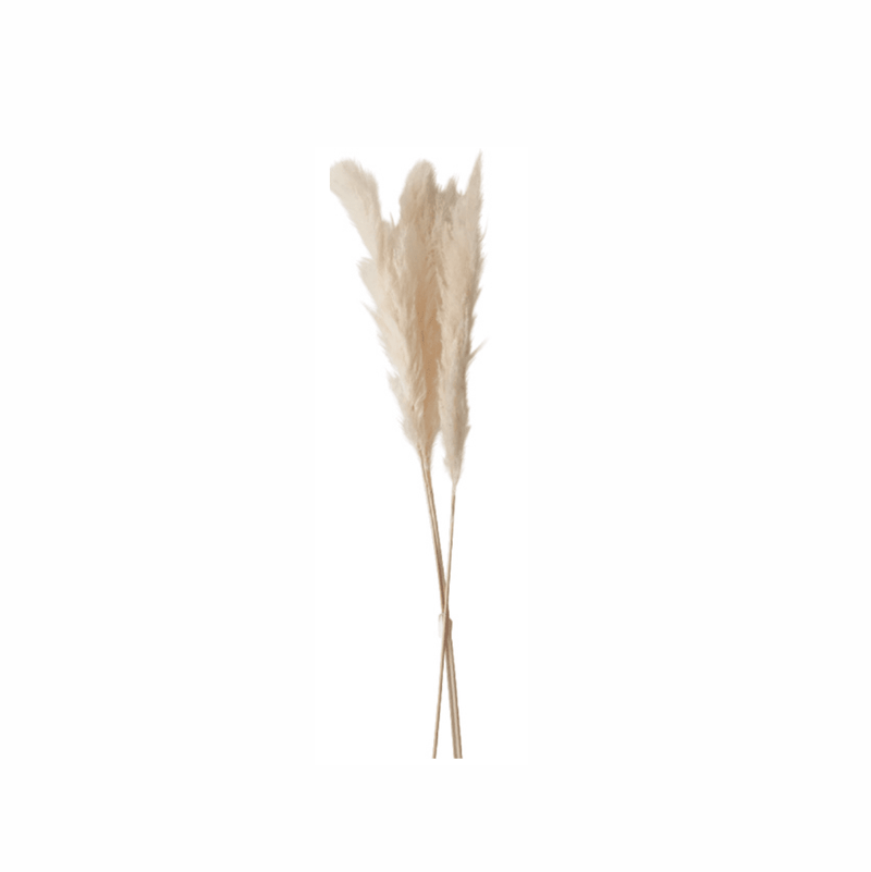 Fleur séchée de Pampa naturel 3 branches